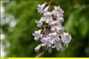 Ndeg_15_-_Paulownia_tomentosa.jpg