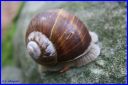 Ndeg_18_752_-_Escargot.JPG