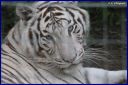 Ndeg_19_129_-_Tigre_blanc.JPG