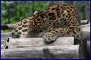 Ndeg_19_154_-_Jaguar.JPG