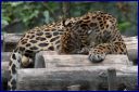 Ndeg_19_156_-_Jaguar.JPG