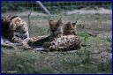 Ndeg_19_182_-_Serval.JPG