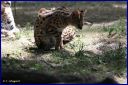 Ndeg_19_184_-_Serval.JPG