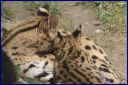 Ndeg_19_187_-_Serval.JPG