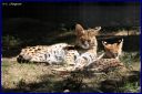 Ndeg_19_188_-_Serval.JPG