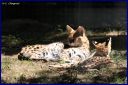 Ndeg_19_189_-_Serval.JPG