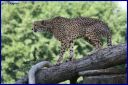 Ndeg_19_214_-_Guepard_Afrique_du_Sud.JPG