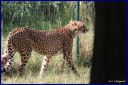 Ndeg_19_217_-_Guepard_Afrique_du_Sud.JPG