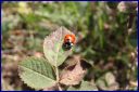 Ndeg_19_302_-_Coccinelle.JPG