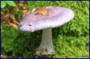 Ndeg_19_439_-_Cortinarius_caesiocyaneus.JPG