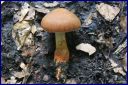 Ndeg_19_443_-_Cortinarius_builliardi.JPG