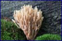 Ndeg_19_446_-_Clavaire_ou_clavaria_stricta.JPG