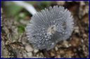 Ndeg_19_774_-_Coprinus_plicatilis_.JPG