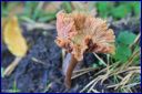 Ndeg_19_930_-_Chanterelle_.JPG