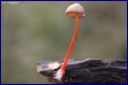 Ndeg_19_987_-_Champignon_rouge_.JPG