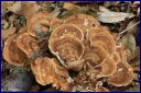 Ndeg_21_354_-_Polypore_geant_.JPG