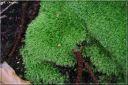 Ndeg_23_857_-_leucobryum_glaucum.JPG