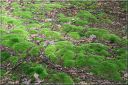 Ndeg_23_858_-_leucobryum_glaucum.JPG