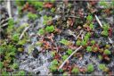 Ndeg_24_100_-_crassula_tillaea.JPG