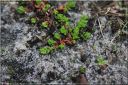 Ndeg_24_106_-_crassula_tillaea.JPG