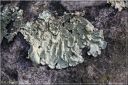 Ndeg_26_134_-_lichen_foliace.JPG