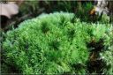 Ndeg_26_144_-_leucobryum_glauque.JPG