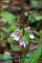 Ndeg_28_108_-_orchis_pourpre.JPG