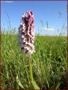 Ndeg_28_3003_-_orchis_pourpre.JPG