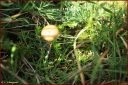 Ndeg_28_338_-_agrocybe_pediades.JPG