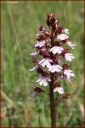 Ndeg_28_376_-_orchis_pourpre.JPG