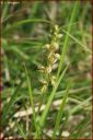 Ndeg_28_380_-_orchis_homme-pendu.JPG