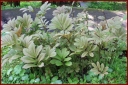 Ndeg_28_886_-_rodgersia_aesculifolia.JPG