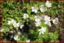 Ndeg_28_916_-_anemone_sylvestris.JPG