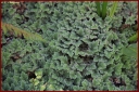 Ndeg_30_067_-_azolla.JPG