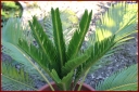 Ndeg_30_068_-_cycas.JPG