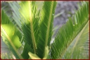 Ndeg_30_069_-_cycas.JPG