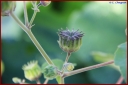 Ndeg_30_112_-_abutilon.JPG