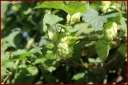 Ndeg_30_161_-_houblon.JPG