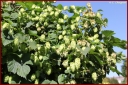 Ndeg_30_162_-_houblon.JPG