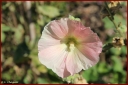 Ndeg_30_165_-_rose_tremiere.JPG