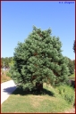 Ndeg_30_182_-_sequoia_geant.JPG