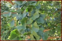 Ndeg_30_187_-_ginkgo_biloba.JPG