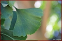 Ndeg_30_188_-_ginkgo_biloba.JPG