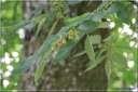 Ndeg_30_610_-_plaqueminier_-_diospyros_lotus.JPG