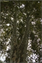 Ndeg_30_635_-_platane_-_platanus_acerifolia.JPG