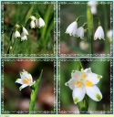 Niveole_de_printemps_-_Leucojum_vernum.jpg