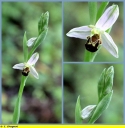 Ophrys_abeille_-_Sortie_Ndeg_070_-_241_-_O_3.jpg