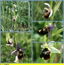 Ophrys_bourdon_-_Sortie_024_-_Ndeg_13_890_-_O_5.jpg