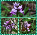 Orchis_militaire_-_Orchis_militaris_-_O10_-_Sortie_154_-_Ndeg_0089.JPG