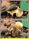 Paxille_enroule_-_Paxillus_involutus_-_IMG_0074_-_P7.JPG